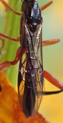 Réf. 333 731 : Helcon sp.